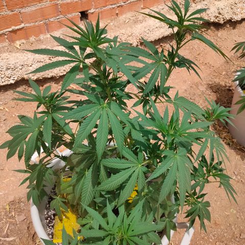 Mango Cream growlog timeline photo