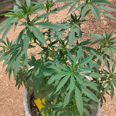Mango Cream growlog timeline photo