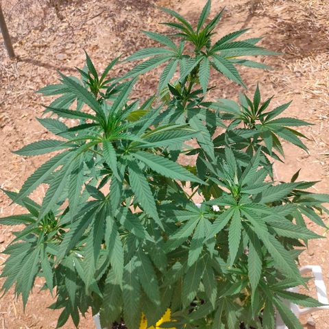 Mango Cream growlog timeline photo