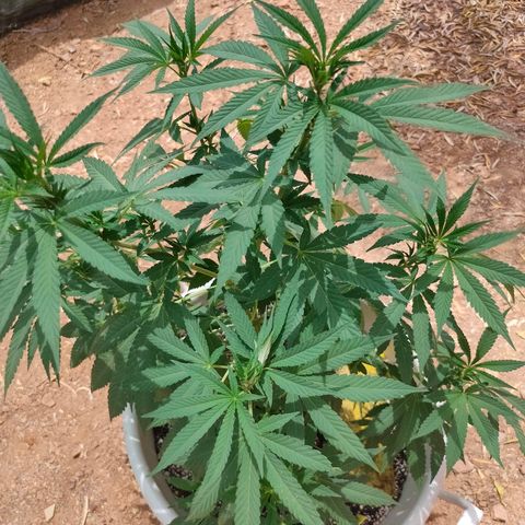 Mango Cream growlog timeline photo