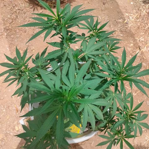 Mango Cream growlog timeline photo