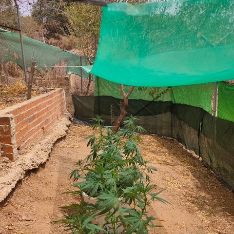 Mango Cream growlog timeline photo