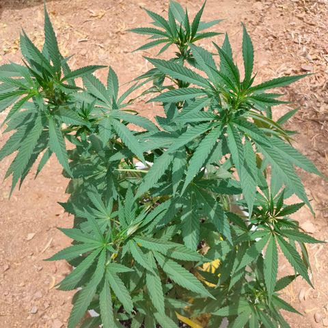 Mango Cream growlog timeline photo