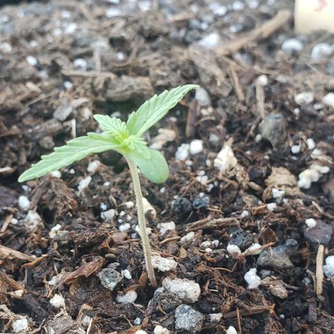 Banana Kush Cake Auto growlog timeline photo