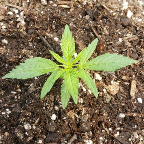 Banana Kush Cake Auto growlog photo: Day 14, Yellow is new growth, no concerns. Starting to get wider not taller.  Been HOT last week.  Now the biggest of the 2. 