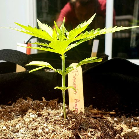 Banana Kush Cake Auto growlog photo: Day 1 of week 4