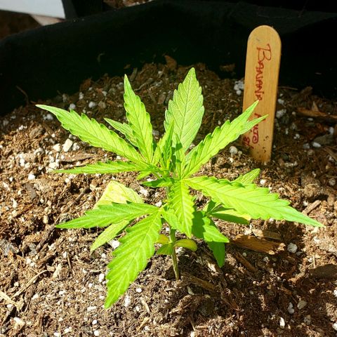 Banana Kush Cake Auto growlog photo: Day 1 of week 4