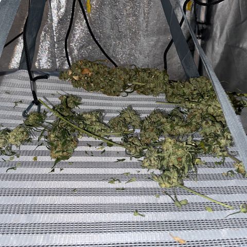  Green Gelato Auto growlog timeline photo