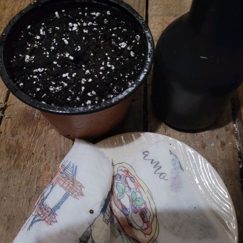 Bubba Kush growlog photo: 1430
Planted
