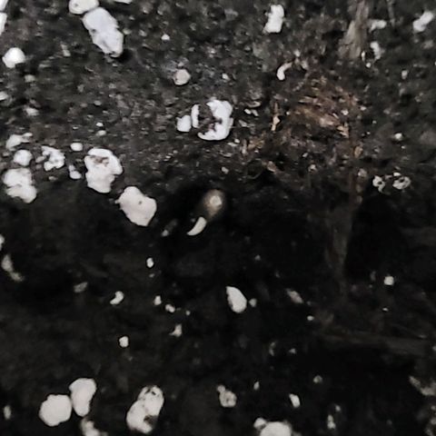 Bubba Kush growlog photo: 1430
Planted