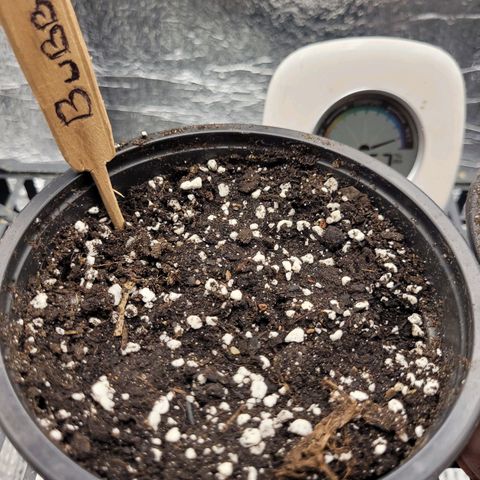 Bubba Kush growlog photo: 1530
No sign of sprouting.