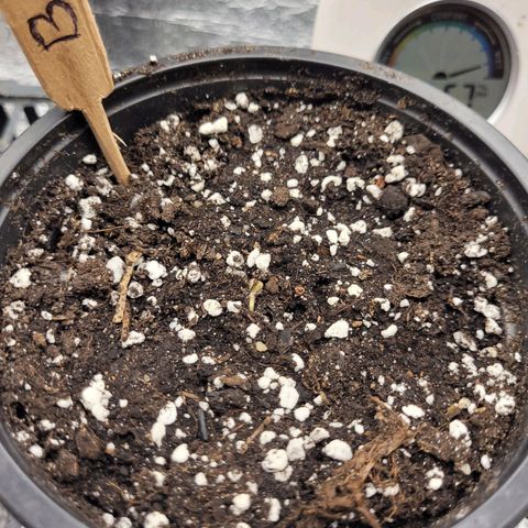Bubba Kush growlog photo: 2000