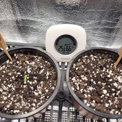 Bubba Kush growlog photo: 1015
