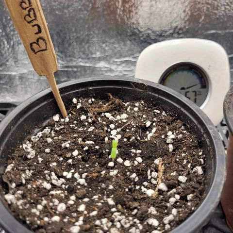 Bubba Kush growlog photo: 1015