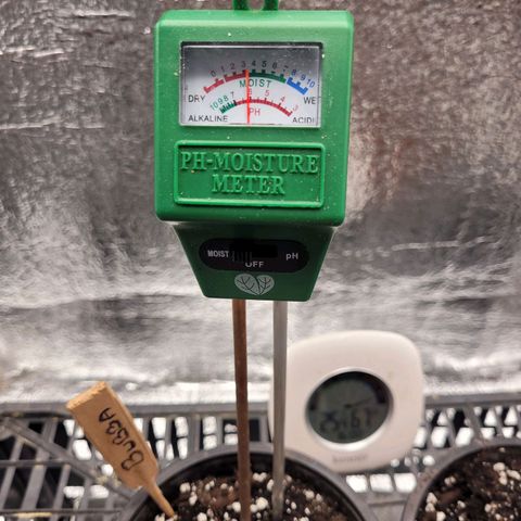 Bubba Kush growlog photo: 1600
Underwatered?
