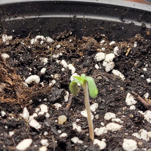 Bubba Kush growlog photo: 1600