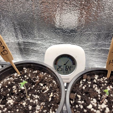 Bubba Kush growlog photo: 920