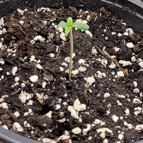 Bubba Kush growlog photo: 920