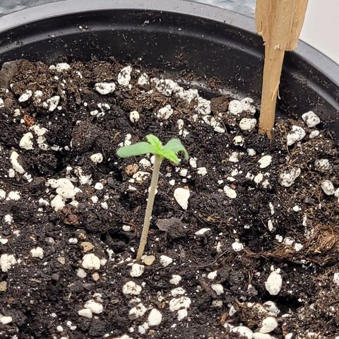 Bubba Kush growlog photo: 920