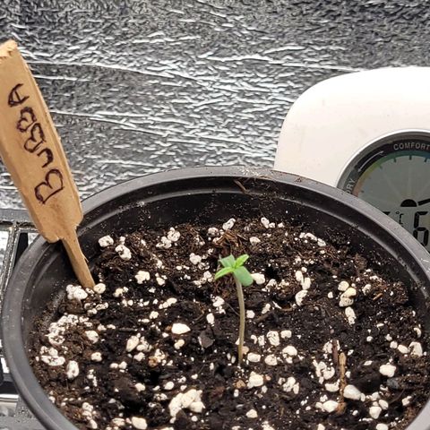 Bubba Kush growlog photo: 920