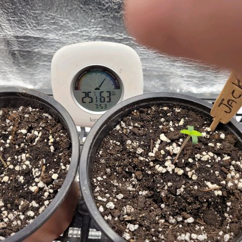 Bubba Kush growlog photo: 800