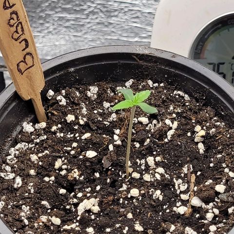 Bubba Kush growlog photo: 800