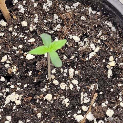 Bubba Kush growlog photo: 800