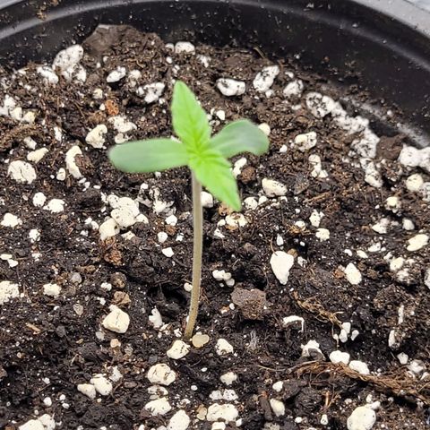 Bubba Kush growlog photo: 800