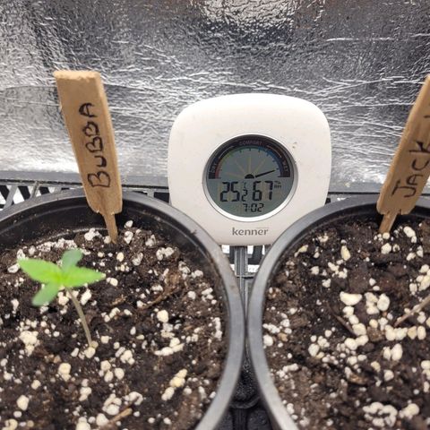Bubba Kush growlog photo: 700