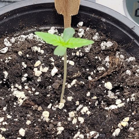 Bubba Kush growlog photo: 700