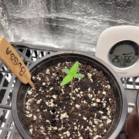 Bubba Kush growlog photo: 700