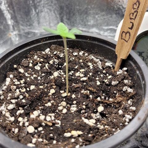 Bubba Kush growlog photo: 700