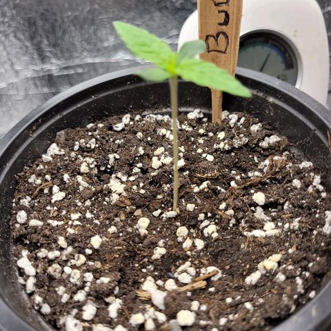 Bubba Kush growlog photo: 730