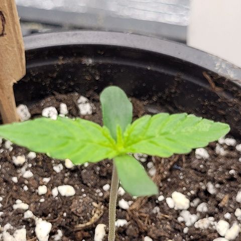 Bubba Kush growlog photo: 730