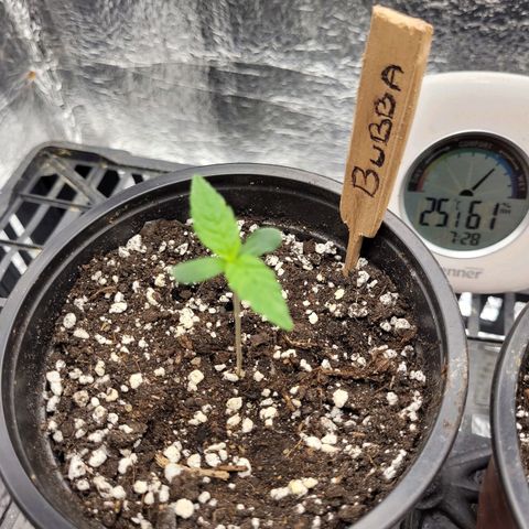 Bubba Kush growlog photo: 730