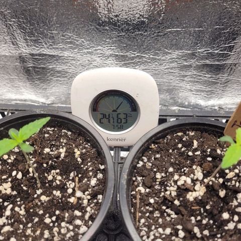 Bubba Kush growlog photo: 800