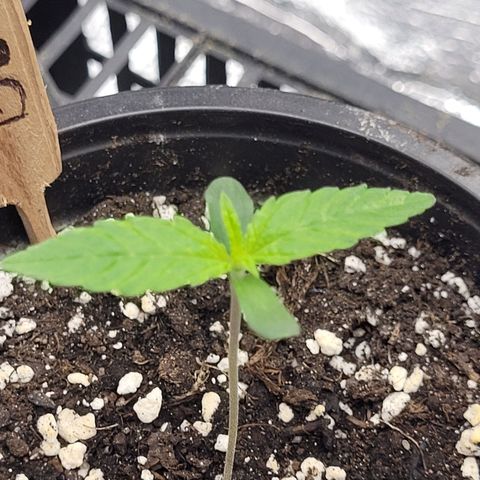 Bubba Kush growlog photo: 800