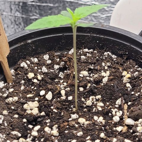 Bubba Kush growlog photo: 800