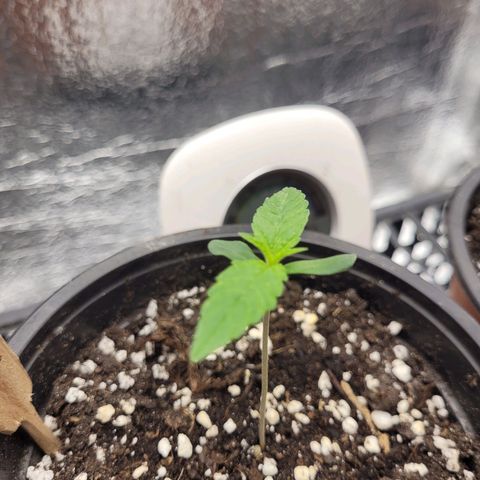 Bubba Kush growlog photo: 800