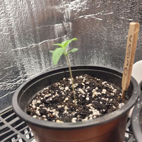 Bubba Kush growlog photo: 700