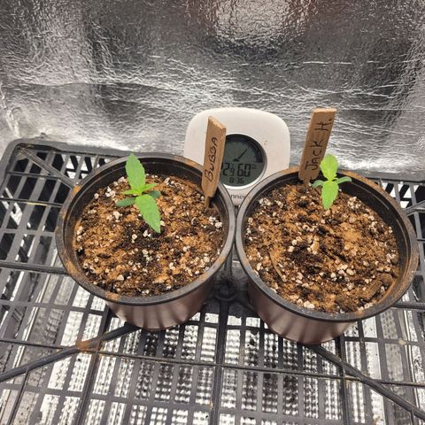 Bubba Kush growlog photo: 830
Noticed fungus gnat infestation.
Sprinkled cinnamon on topsoil.