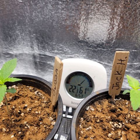 Bubba Kush growlog photo: 700