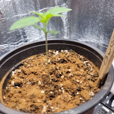 Bubba Kush growlog photo: 700