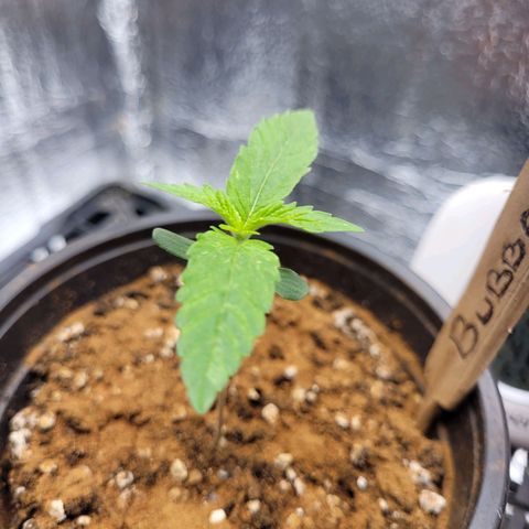 Bubba Kush growlog photo: 700