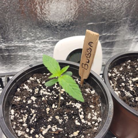 Bubba Kush growlog photo: 700