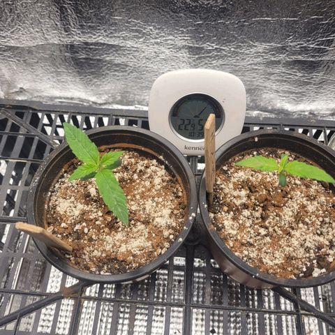 Bubba Kush growlog photo: 1030
