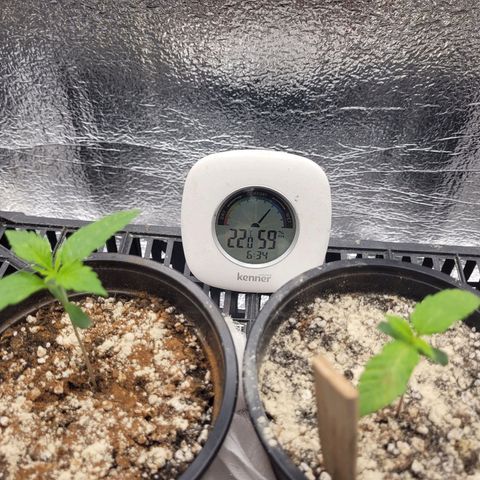 Bubba Kush growlog photo: 630