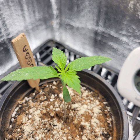 Bubba Kush growlog photo: 630