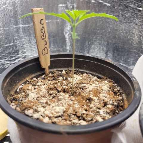 Bubba Kush growlog photo: 630