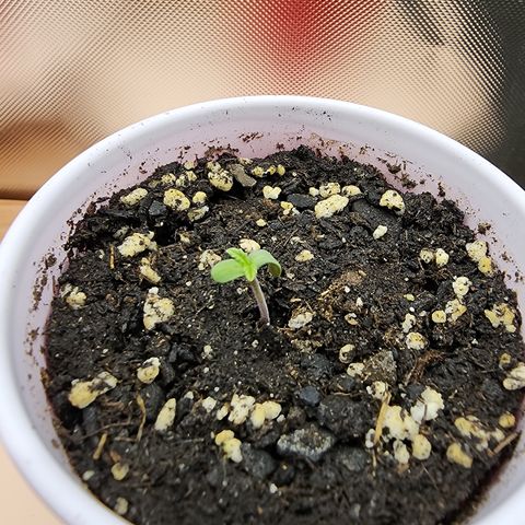 Princess Puff growlog timeline photo